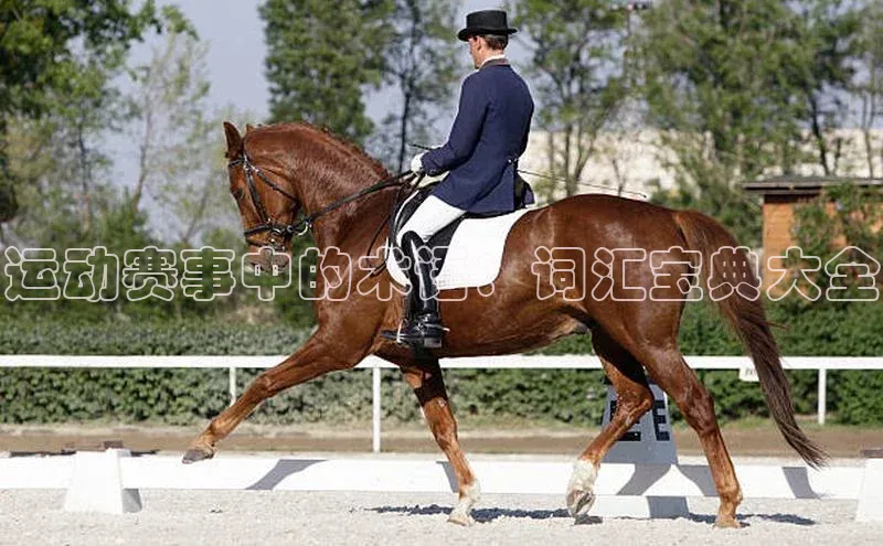 运动赛事中的术语：词汇宝典大全